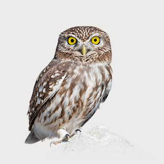 Little Owl