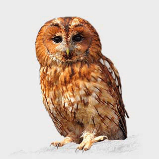 Tawny Owl
