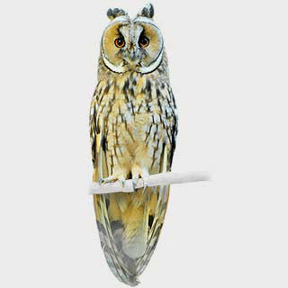 Long-eared Owl