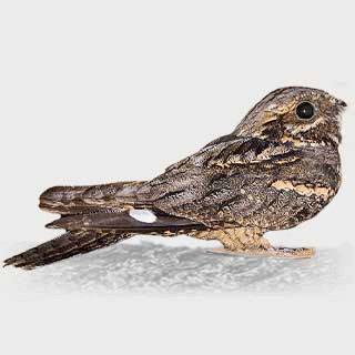 European Nightjar