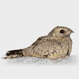 Egyptian Nightjar
