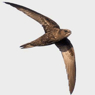 Common Swift