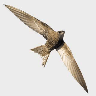 Pallid Swift
