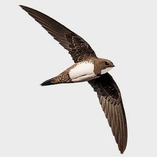 Alpine Swift