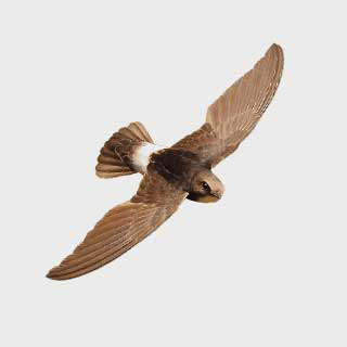 Little Swift