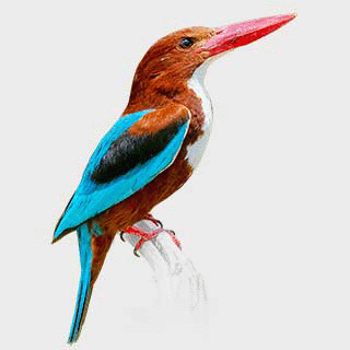 White-throated Kingfisher