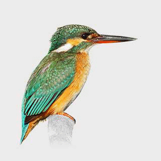 Common Kingfisher