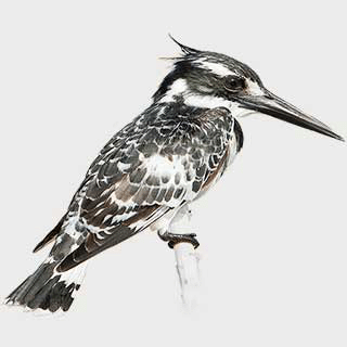 Pied Kingfisher