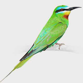 Blue-cheeked Bee-eater