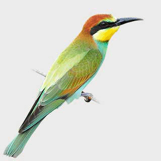 European Bee-eater