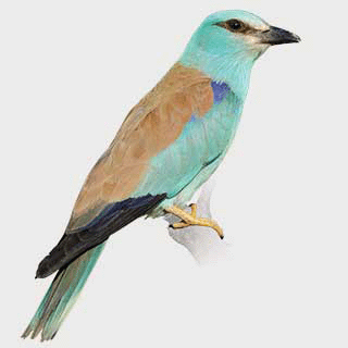 European Roller