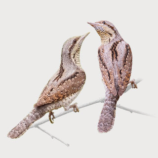 Eurasian Wryneck