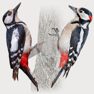 Great Spotted Woodpecker