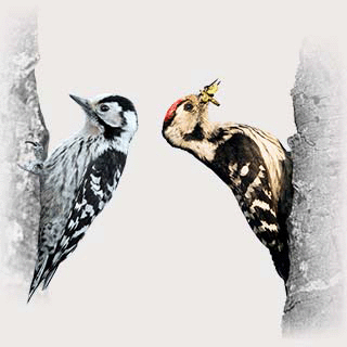 Lesser Spotted Woodpecker