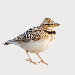 Bimaculated Lark