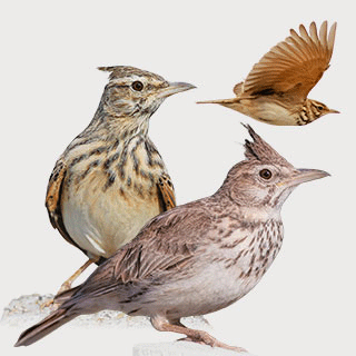Crested Lark