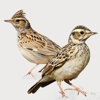 Woodlark