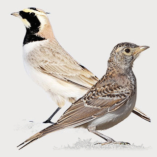 Horned Lark
