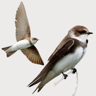 Sand Martin