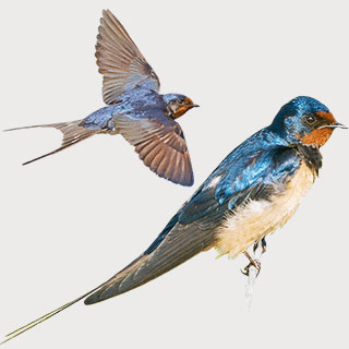 Barn Swallow
