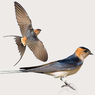 European Red-rumped Swallow