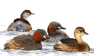Little Grebe