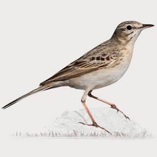 Tawny Pipit