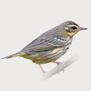 Olive-backed Pipit