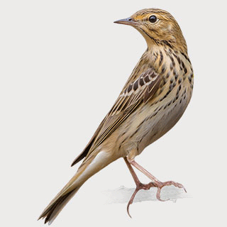 Tree Pipit