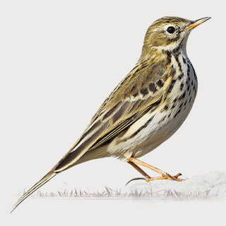 Meadow Pipit