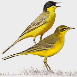 Western Yellow Wagtail