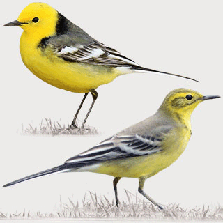 Citrine Wagtail