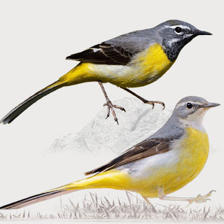 Grey Wagtail