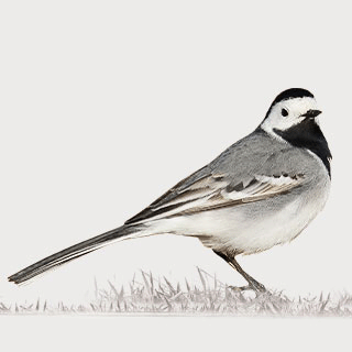 White Wagtail