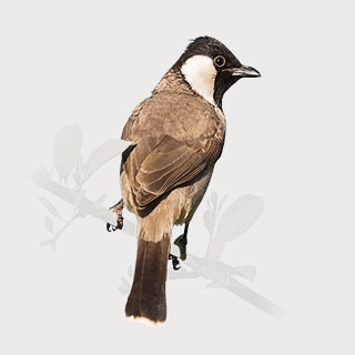 White-eared Bulbul