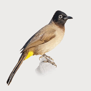White-spectacled Bulbul