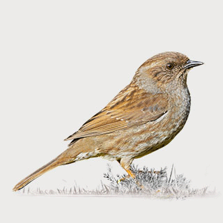 Dunnock