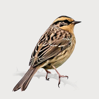 Siberian Accentor
