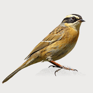 Radde`s Accentor
