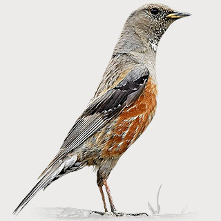 Alpine Accentor