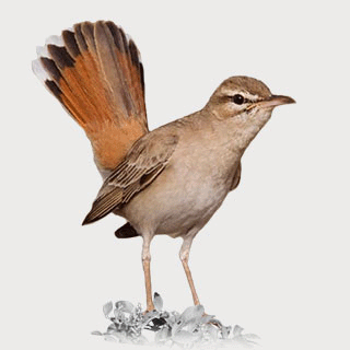 Rufous-tailed Scrub Robin
