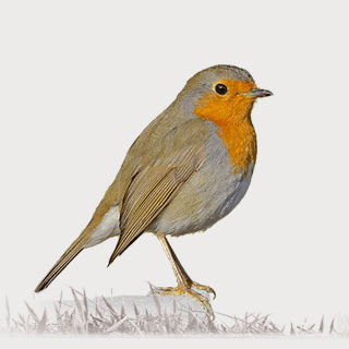European Robin