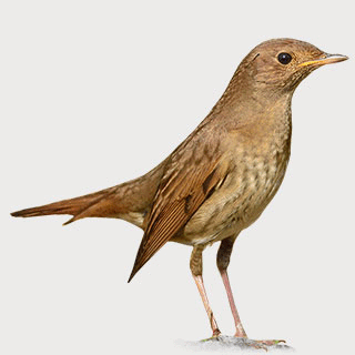 Thrush Nightingale