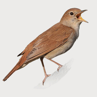 Common Nightingale