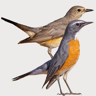 White-throated Robin