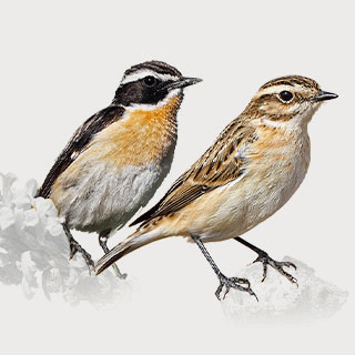 Whinchat