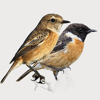 European Stonechat