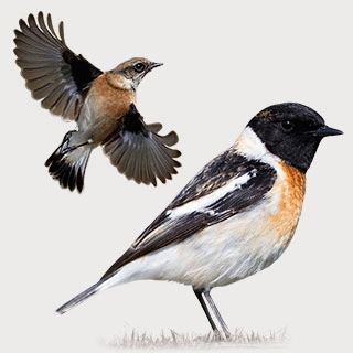 Siberian Stonechat