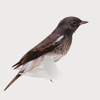 Pied Bush Chat