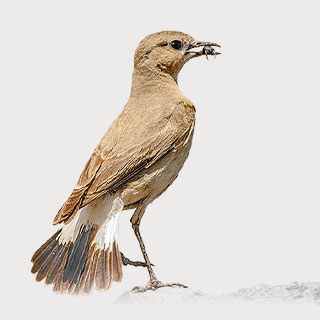 Isabelline Wheatear